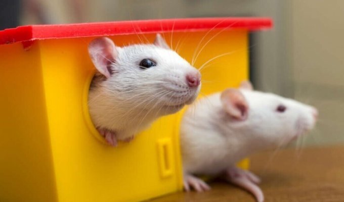 В Германии выявили редкий случай передачи хантавируса от домашней крысы к человеку (3 фото)