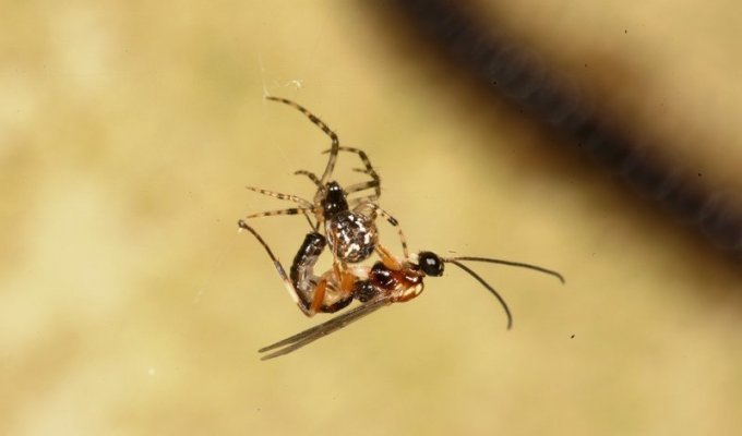 Зомби-рабы в мире насекомых, как раб становится едой, нянькой и телохранителем хозяина-паразита (7 фото + 1 гиф)