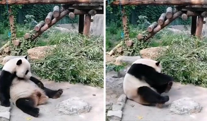 Посетители китайского зоопарка кидали камни в панду, пытаясь заставить ее двигаться (4 фото + 1 видео)