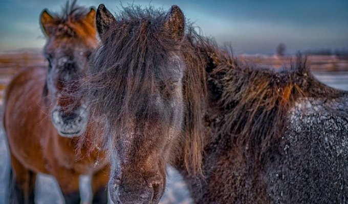 Сибирские морозы: порода лошадей, выдерживающая температуру в -60 градусов (21 фото)