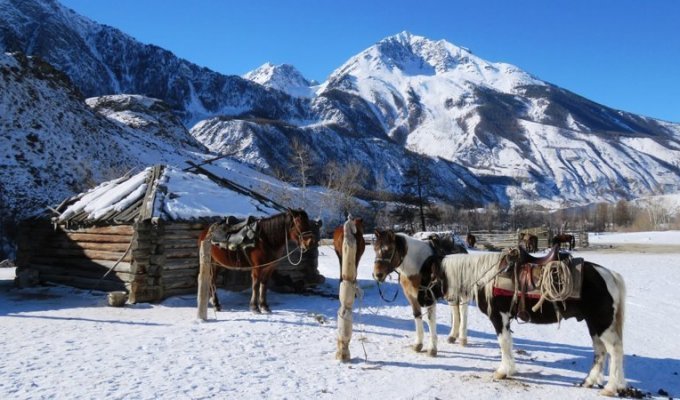 Девять снежных барсов насчитали в долине реки Аргут в Республике Алтай (18 фото)