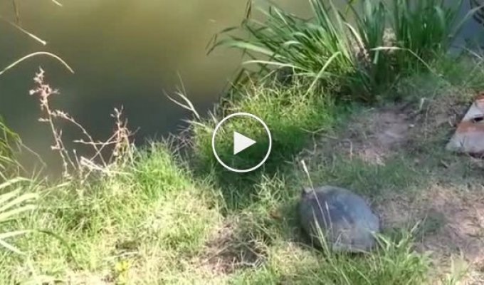 Епический прыжок черепахи в воду