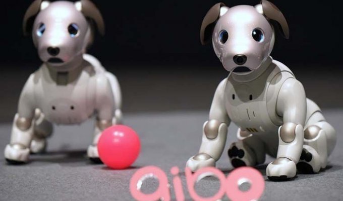 Почему в Японии популярны собаки-роботы (14 фото)