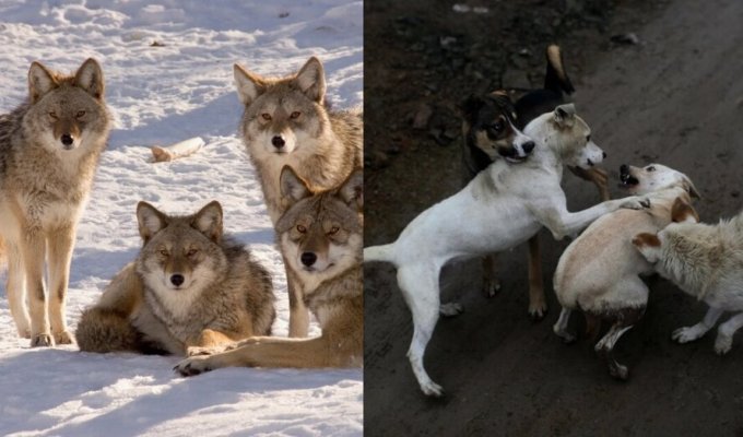 Почему собаки устраивают бесстыжие свадьбы, а у волков такого нет? (6 фото)