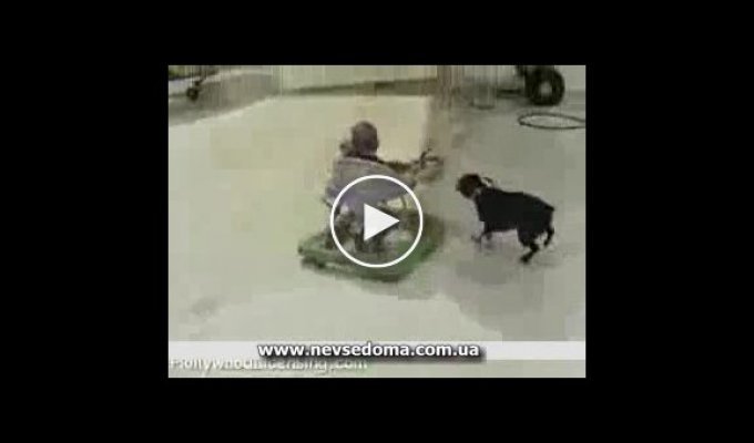 Собака катает ребенка