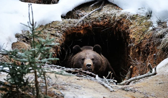 Мифы и правда о зимней спячке: Оказывается, медведи вообще не впадают в «спячку», да и лапу не сосут (5 фото)