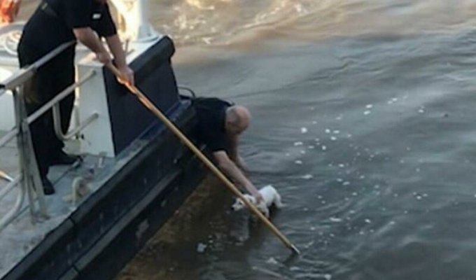 Матросы спасли собаку, дрейфующую по реке на куске фанеры (4 фото + 1 видео)