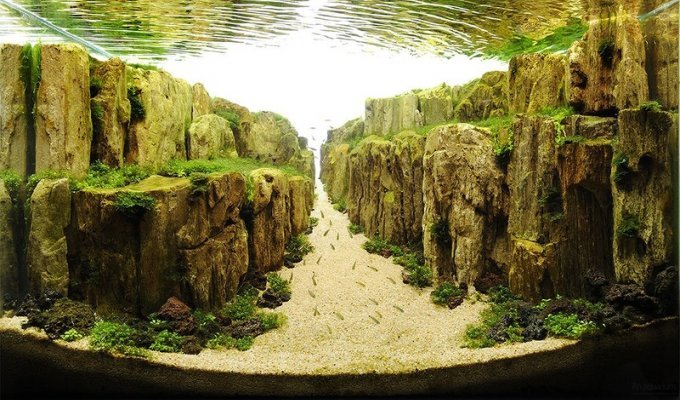 Невероятные подводные сады (10 фото)