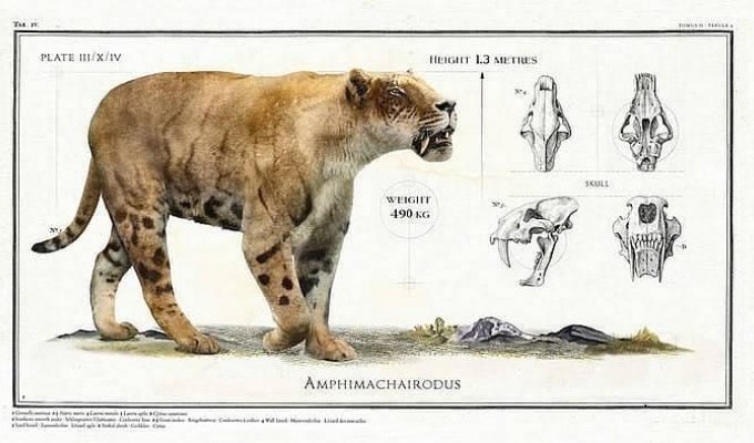 Древние животные-гиганты, по сравнению с которыми человек - просто козявка (8 фото)