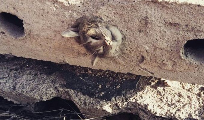 В Караганде спасли застрявшую в бетонной плите кошку (3 фото)