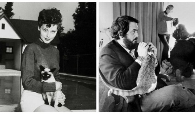 Знаменитые любители кошек: известные личности и их питомцы (41 фото)