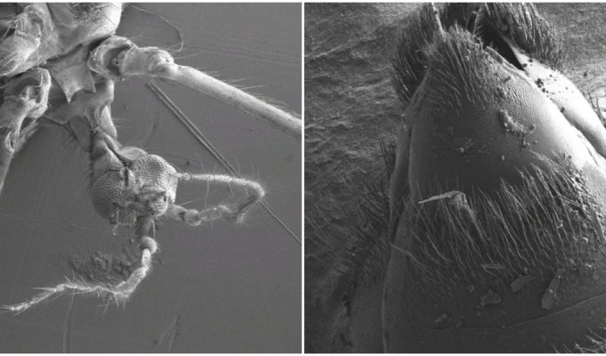 Обычные насекомые под необычным ракурсом на электронном микроскопе (40 фото)
