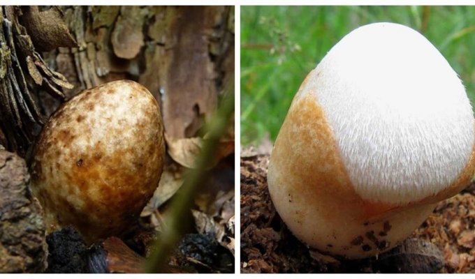 Пуховое яйцо, которое проживает свою жизнь на деревьях (6 фото + 1 видео)