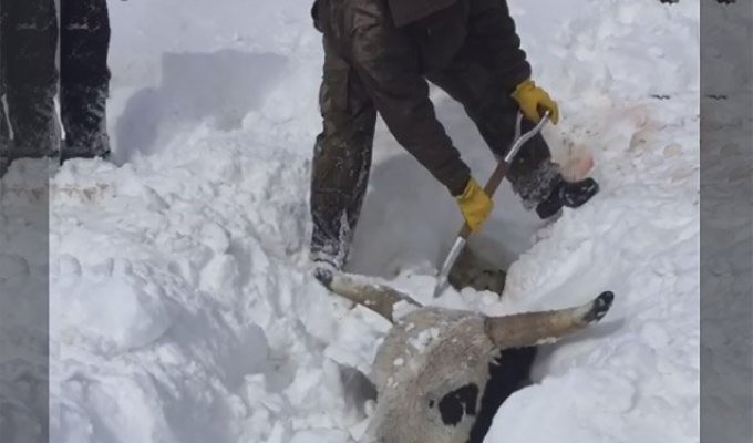 Фермерам пришлось откапывать своих коров из-под толщи снега (4 фото + 1 видео)