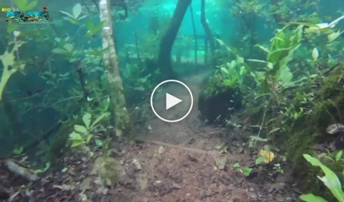 Туристическая тропа в Бразилии превратилась в потрясающий подводный мир
