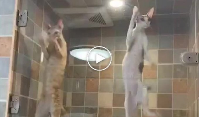 Необычные и худые котята просятся на свободу
