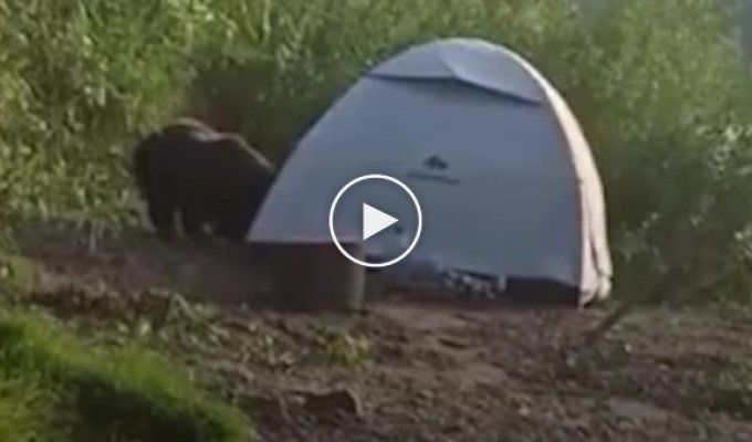 Медведь напал на туристическую палатку в Пермском крае