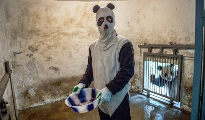 Лучшая работа в мире: как выращивают панд в Китае (14 фото)