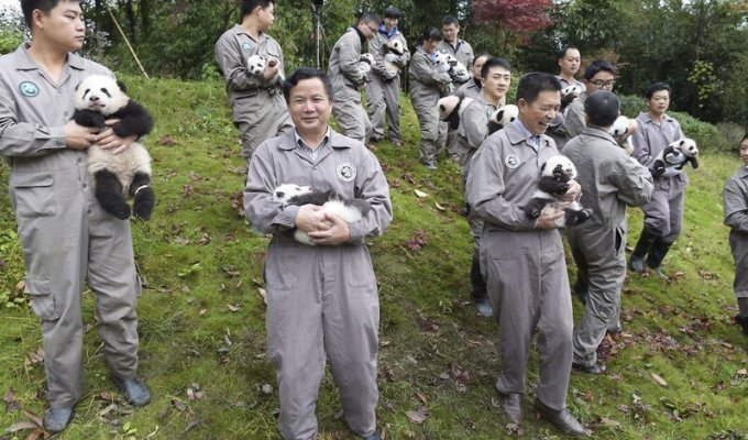 Работа нянькой панды: полное довольствие и $23 000 в год (35 фото)