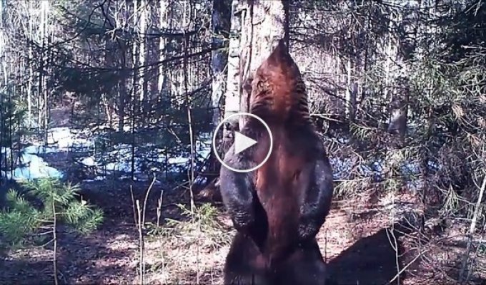 Забавный танец медведя у шеста сняли на видео