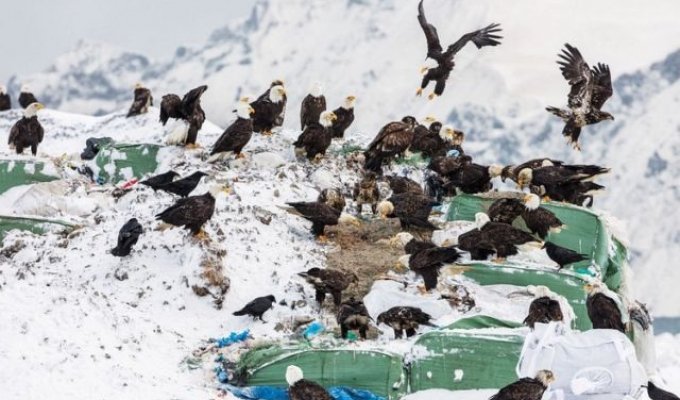 Белоголовые орланы - бич города Уналашка на Аляске (5 фото)