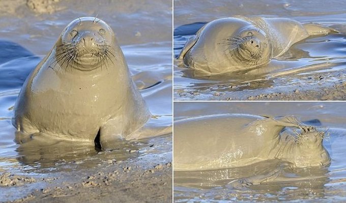 Тюленю так мало для счастья надо - лишь лужица грязи (6 фото)