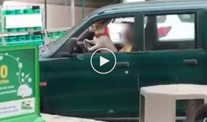 Хозяин учит собаку водить автомобиль