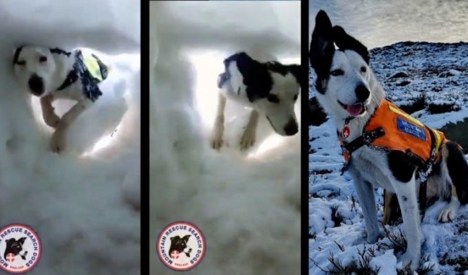 Поисковая собака за 30 секунд спасла оператора из-под снежного завала (8 фото + 1 видео)