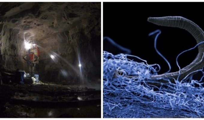 Темная сторона биосферы: какие организмы живут на глубине нескольких километров (11 фото)