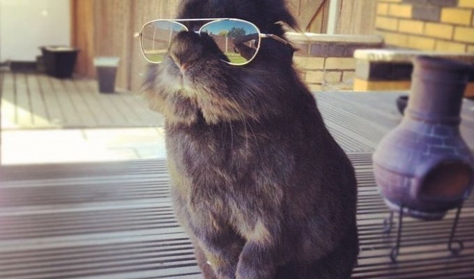 Смешной кролик в очках спровоцировал битву фотошоперов (11 фото)
