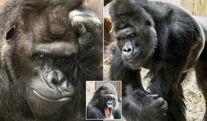 В чешском зоопарке живёт горилла с модельными замашками (10 фото)