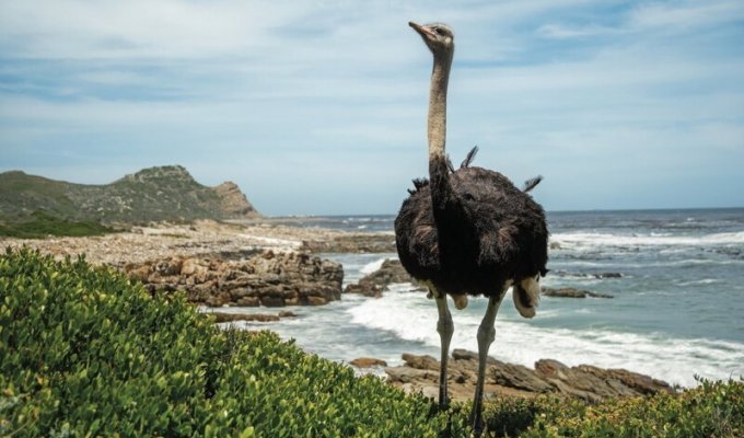 Чудо в перьях: страус (6 фото)
