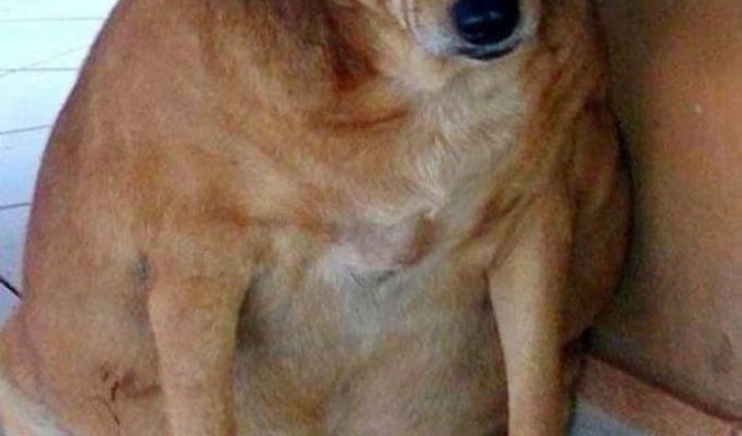 Этот бедный пес умирал от ожирения (9 фото)