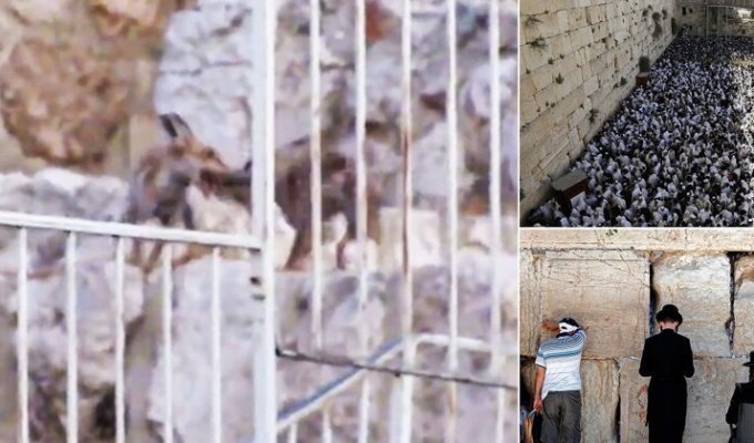 К Стене Плача пришли лисы - предвестники возвращения Иерусалиму былой славы (5 фото + 1 видео)