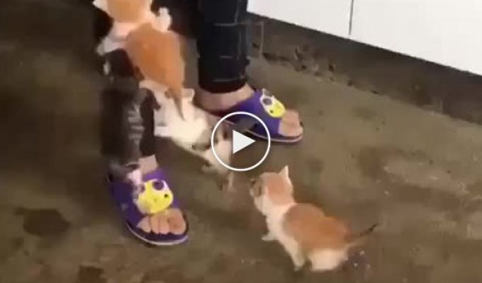 Маленькие котята пытаются добыть себе еду
