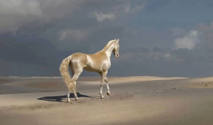 Красивая лошадь ахалтекинской породы