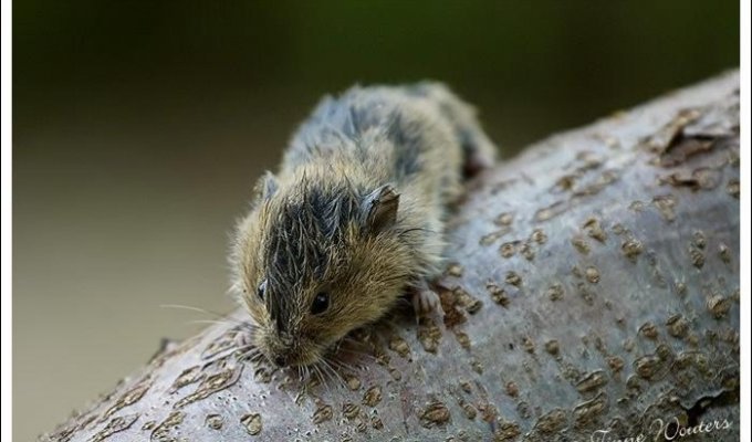 Мышки (33 фото)