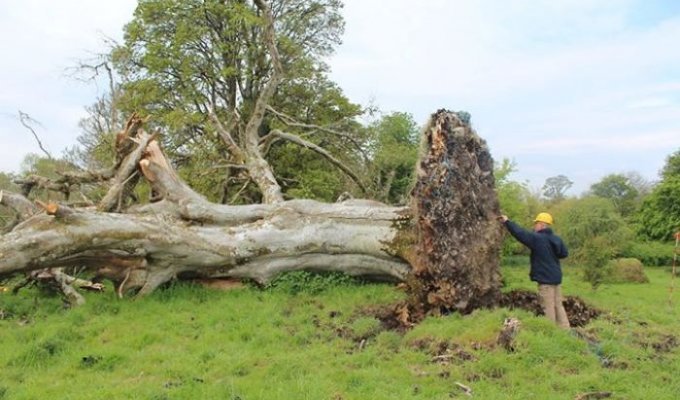 В Ирландии под поваленным деревом обнаружили древнюю могилу (2 фото)