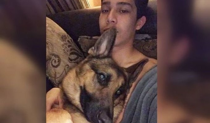 Пёс спас хозяина от смерти, бросившись под пули (9 фото + 1 видео)
