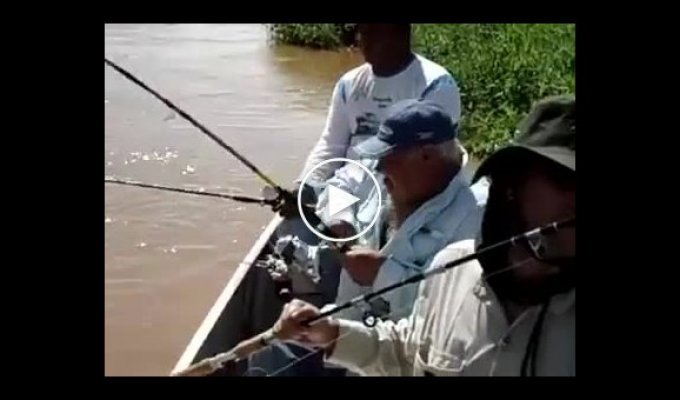 Не трогай мою рыбу! Рыбак помешал наглому крокодилу украсть улов