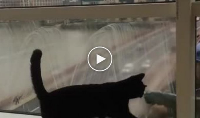 Кошка наслаждается мытьем окон