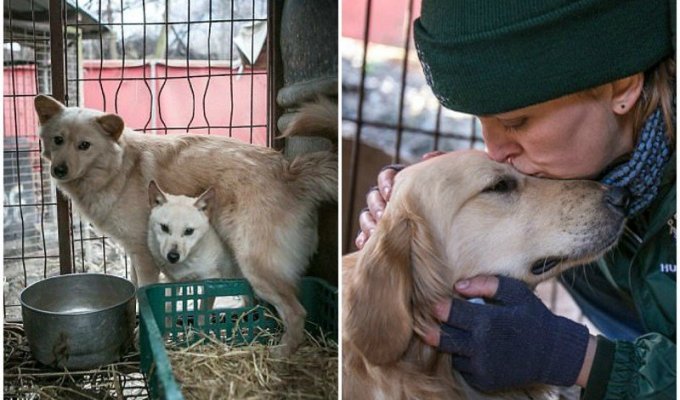 Защитники животных спасли 170 собак от убоя в Южной Корее (17 фото)