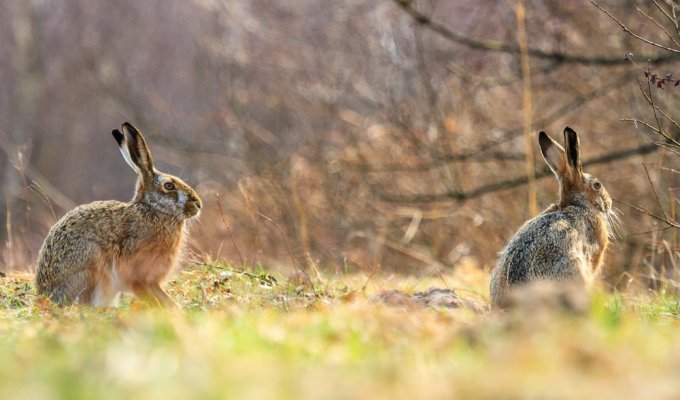 Длинноухое животное: зачем природа наделила зайцев и кроликов длинными ушками? (2 фото)
