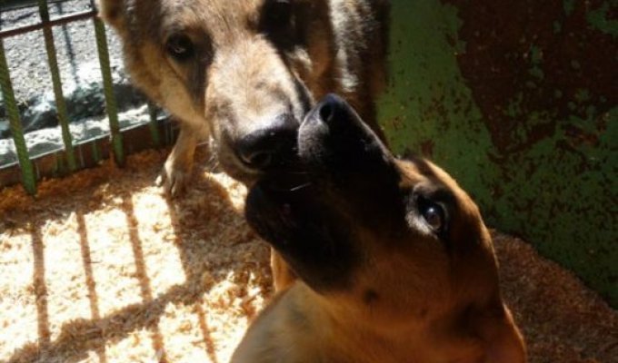 Трогательная история о собаке и волчонке (6 фото)