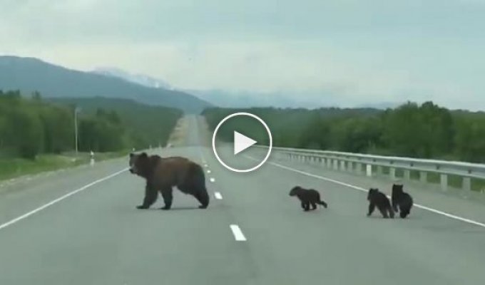 Медведица с медвежатами решила погреться на проезжей части