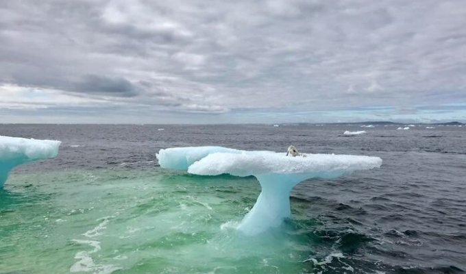 Рыбаки подумали, что они наткнулись на тюленя, плавающего на айсберге (6 фото)