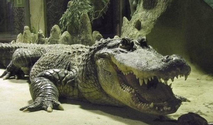 Улыбчивый крокодил