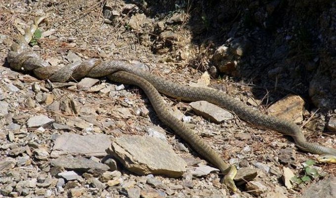 Как змеи уединяются (26 фото)