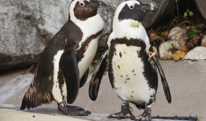 Канадский зоопарк разлучит пингвинов-геев (7 фото)