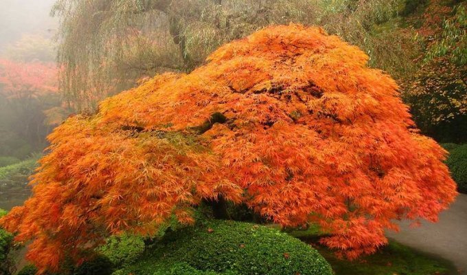20 самых известных японских садов в мире (40 фото)